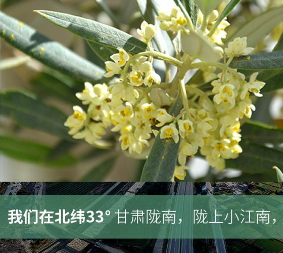 武都的氣候、土壤等與地中海沿岸極其相似，同處于世界頂級(jí)油橄欖黃金生產(chǎn)帶（32°58--33°36）年平均氣溫為14.7°，年日照時(shí)數(shù)1911..